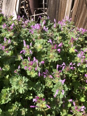 Lamium amplexicaule