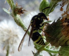 Ancistrocerus bustamente