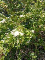 Crataegus monogyna