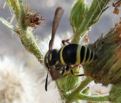 Ancistrocerus bustamente