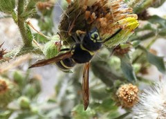 Ancistrocerus bustamente