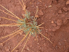 Stanleya pinnata