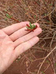 Eriogonum leptocladon