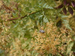 Oxyopes kraepelinorum