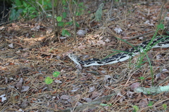 Pituophis melanoleucus melanoleucus