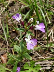 Collinsia violacea
