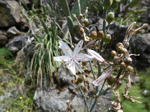 Asphodelus ramosus image