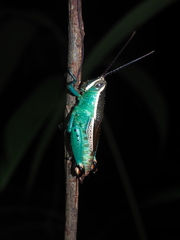 Caenolampis robertsi