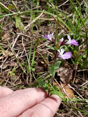 Collinsia violacea