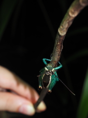 Caenolampis robertsi