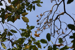 Madhuca longifolia latifolia