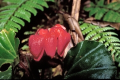 Begonia stenotepala