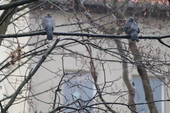 Columba palumbus