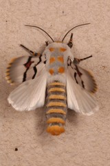 Diaphone mossambicensis