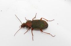 Chlaenius nigricornis