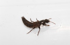 Ocypus sericeicollis