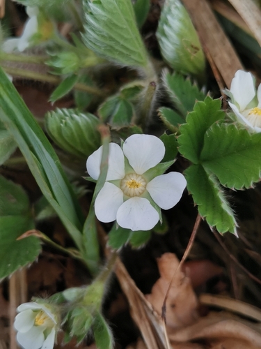Image of Carniolan Cinquefoil (Potentilla carniolica) by (c) Ljaž, some rights reserved (CC BY)