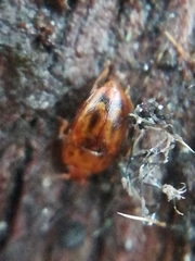 Epuraea imperialis