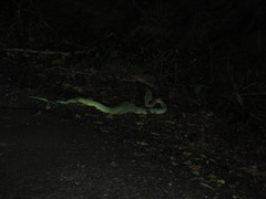 Craspedocephalus malabaricus