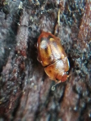 Epuraea imperialis