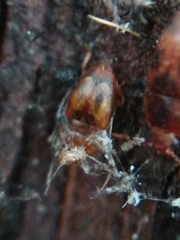 Epuraea imperialis