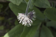 Solenanthus karateginus