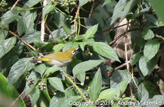 Zosterops maderaspatanus maderaspatanus