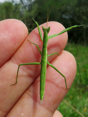 Apteromantis aptera
