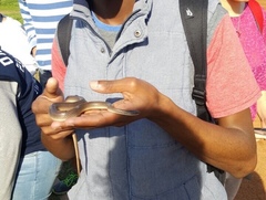 Lycodonomorphus rufulus