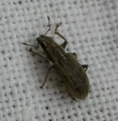 Sitona lineatus