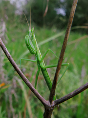 Apteromantis aptera