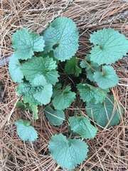 Alliaria petiolata