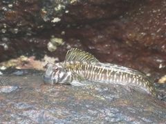 Istiblennius