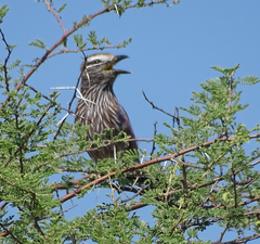 Coracias naevius mosambicus