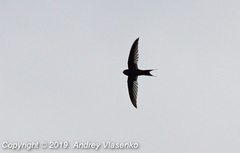 Cypsiurus gracilis gracilis