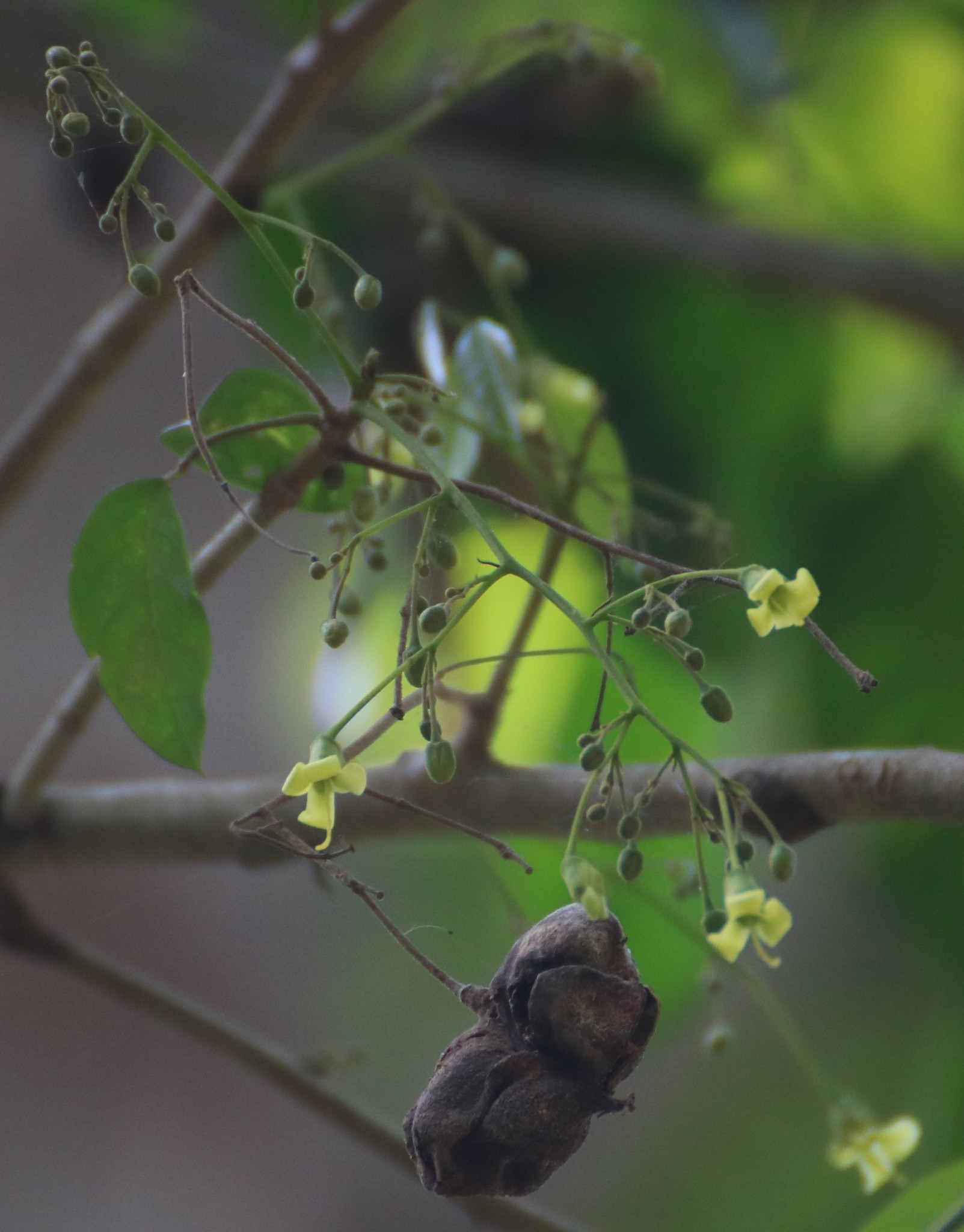 Harpullia arborea