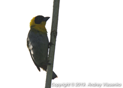 Ploceus nelicourvi