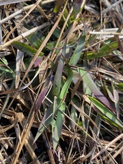 Dichanthelium wrightianum