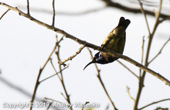 Cinnyris sovimanga sovimanga