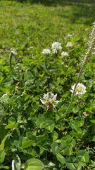 Trifolium repens repens
