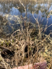 Juncus pelocarpus
