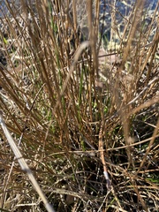 Juncus pelocarpus