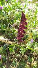 Orobanche foetida