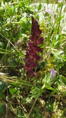 Orobanche foetida