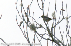 Cinnyris sovimanga sovimanga