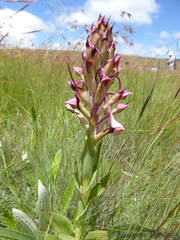 Disa cooperi