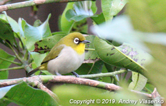 Zosterops maderaspatanus maderaspatanus