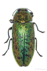 Lamprodila rutilans