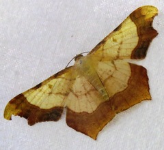Zeheba aureata