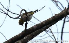 Zosterops maderaspatanus maderaspatanus